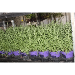 LAVANDULA ANGUSTIFOLIA P15