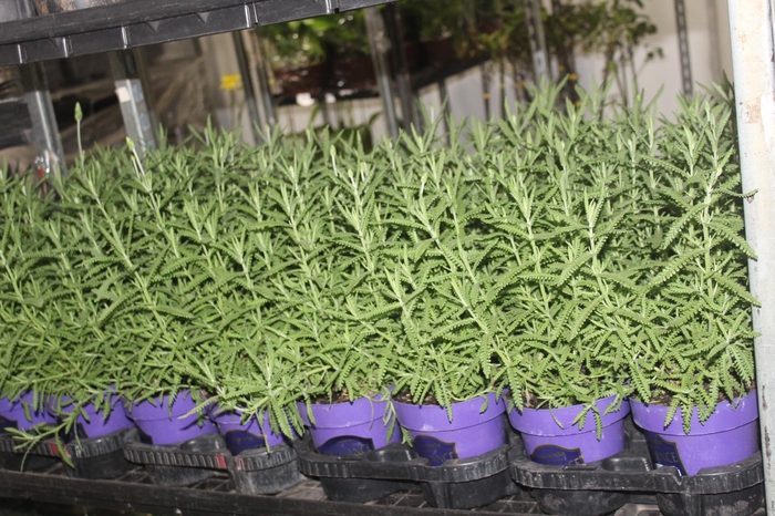 <h4>LAVANDULA ANGUSTIFOLIA P15</h4>