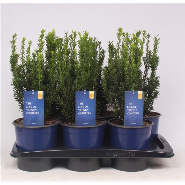 Taxus media 'Hillii'