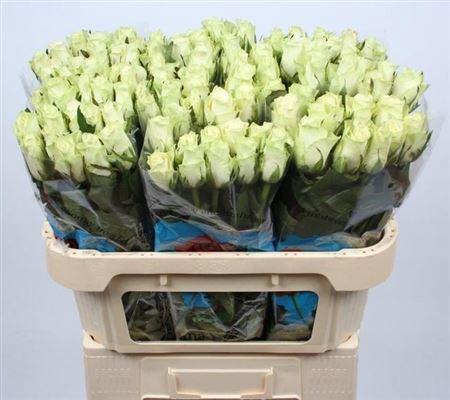 <h4>R Gr Athena</h4>