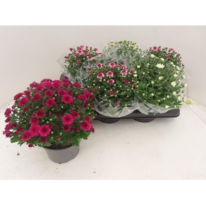 Chrysanthemum Gr. mixkar
