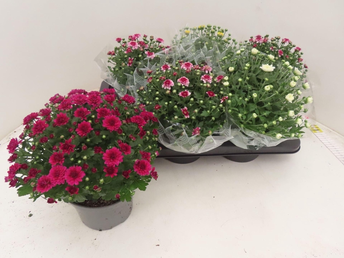 <h4>Chrysanthemum Gr. mixkar</h4>