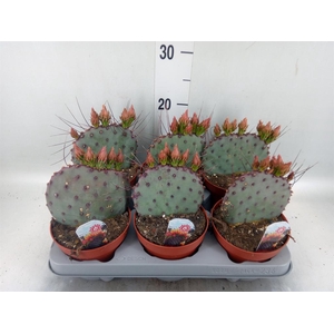 Opuntia azurea