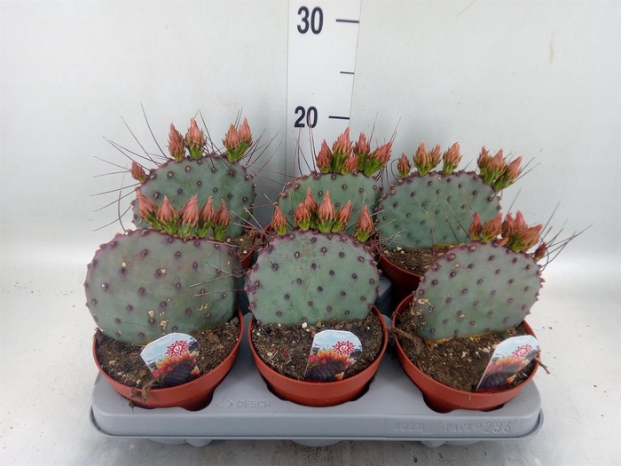 <h4>Opuntia azurea</h4>