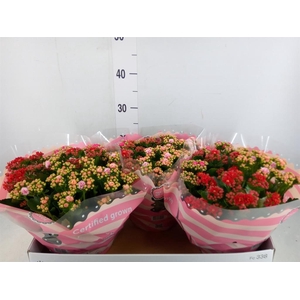Kalanchoe blos.   ..rosebud mix/pot