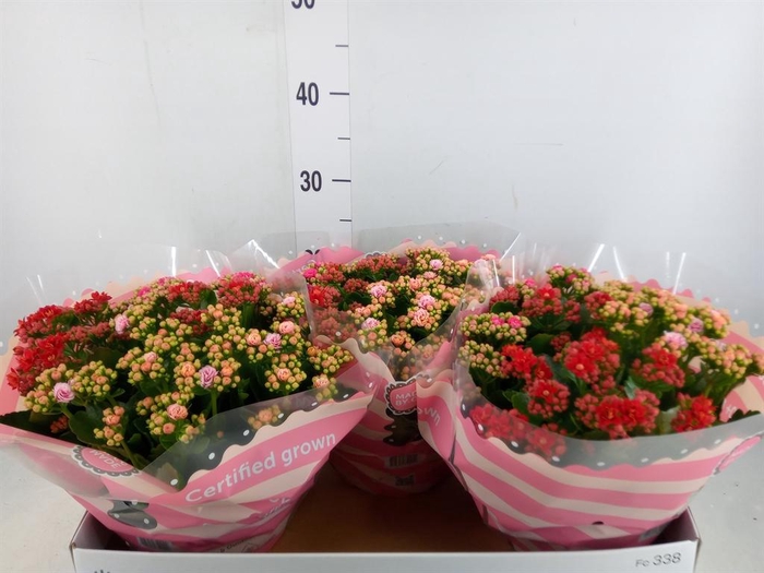 <h4>Kalanchoe blos.   ..rosebud mix/pot</h4>