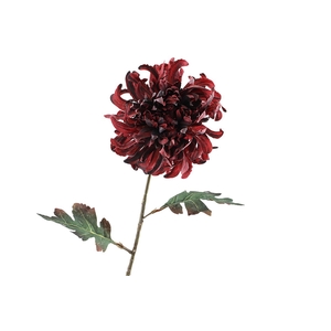 Crysanthemum Dried Burgundy