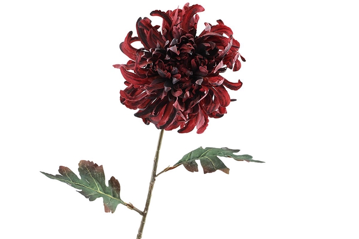 <h4>Crysanthemum Dried Burgundy</h4>