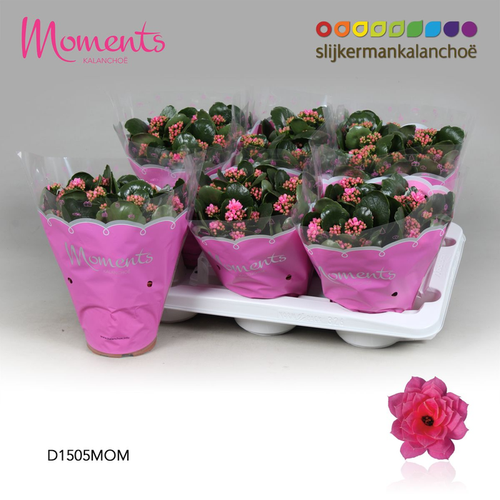<h4>Kalanchoë Moments - Pink P15</h4>