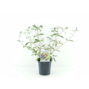 Buddleja Empire Blue