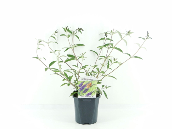 <h4>Buddleja Empire Blue</h4>