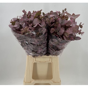 Euca Col Cinerea K Pink