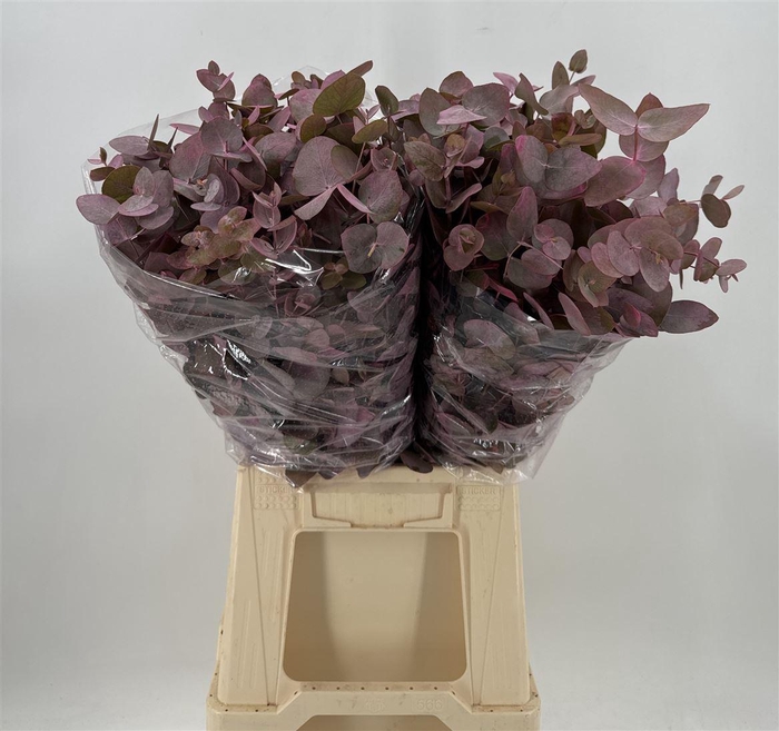 <h4>Euca Col Cinerea K Pink</h4>