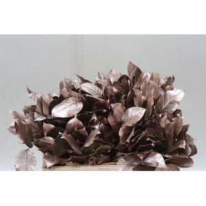 Salal Tips Kleurbehandeld Champagne