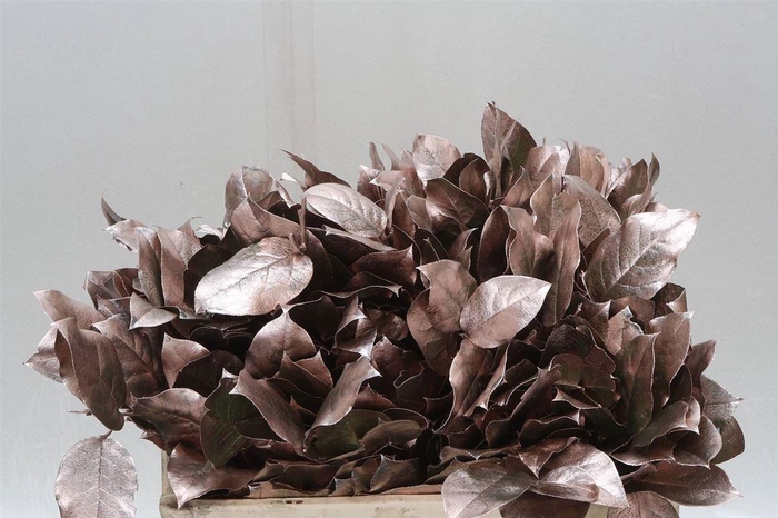 <h4>Salal Tips Kleurbehandeld Champagne</h4>