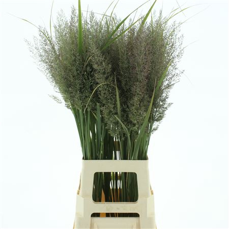 <h4>Calamagrostis Brachy</h4>