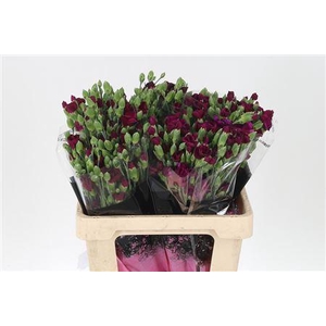 Di Te Solomio Lala Ryan