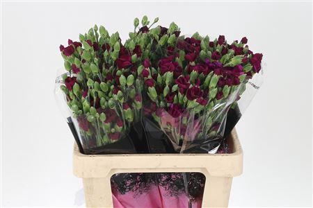 <h4>Di Te Solomio Lala Ryan</h4>