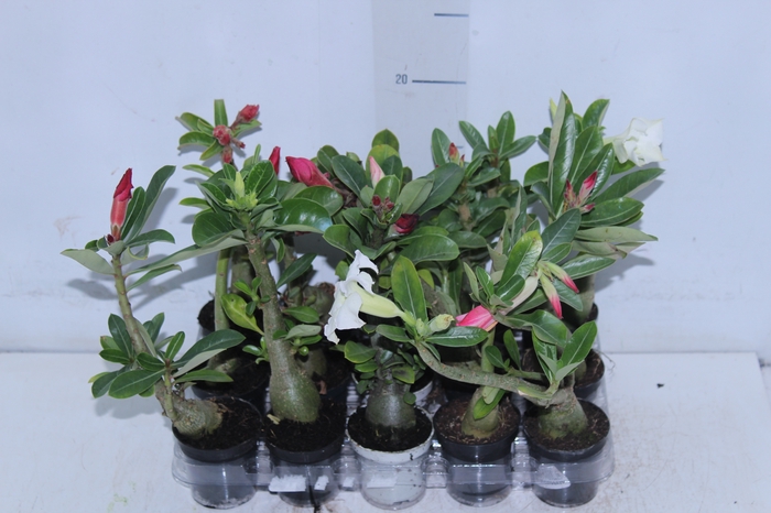 <h4>ROSA DO DESERTO P06</h4>