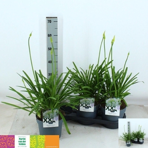 AGAPA EYDORI WHITE