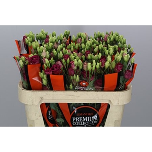 Eustoma G Arosa Red