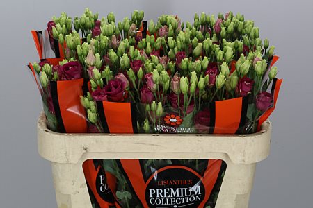 <h4>Eustoma G Arosa Red</h4>