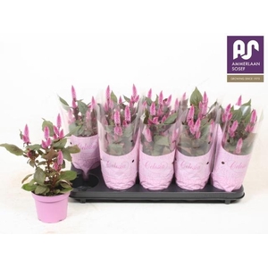 CEL MERIDA PINK