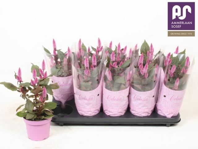 <h4>CEL MERIDA PINK</h4>