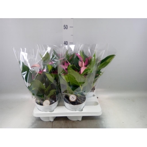 Anthurium  'Zizou'