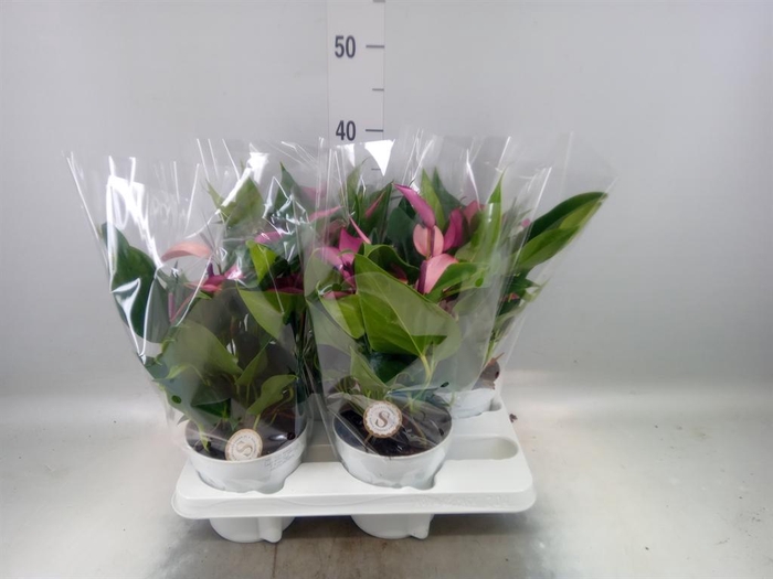 <h4>Anthurium  'Zizou'</h4>