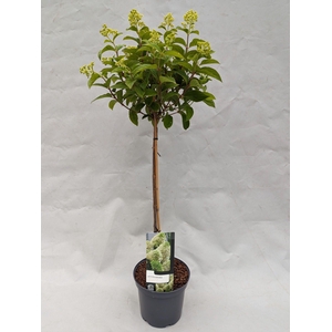 Hydrangea Paniculata 'Skyfall' op stam 23 cm