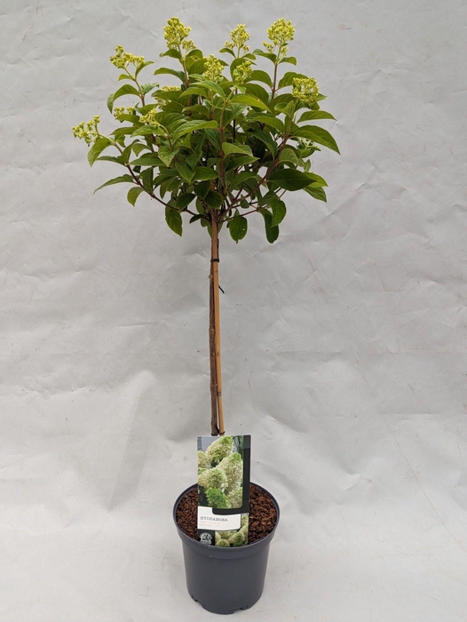 <h4>Hydrangea Paniculata 'Skyfall' op stam 23 cm</h4>