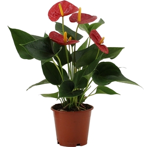 Anthurium Succcess Red in transparant sleeve