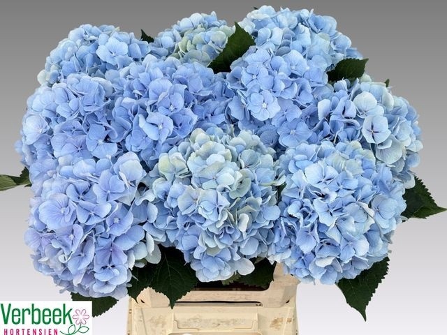 <h4>HYDR M CH VERENA BL</h4>