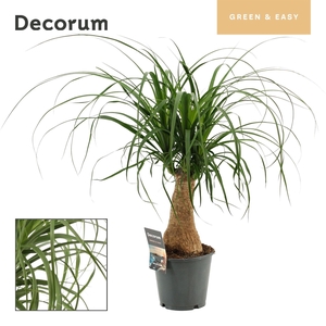 Beaucarnea recurvata