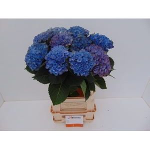 Hydr M Mag Revolu Blue GROWER DIRECT