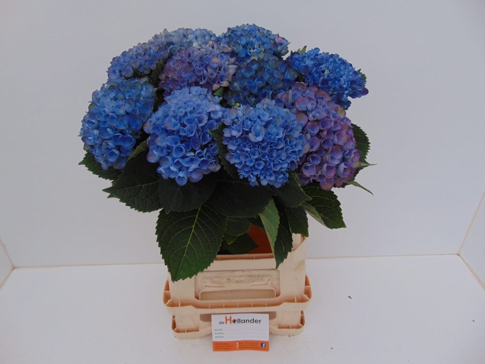 <h4>Hydr M Mag Revolu Blue GROWER DIRECT</h4>