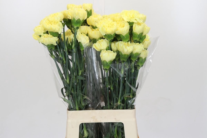 <h4>Dianthus St Ilias</h4>