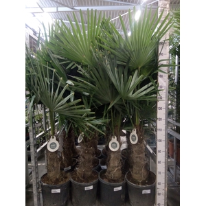 Trachycarpus fortunei