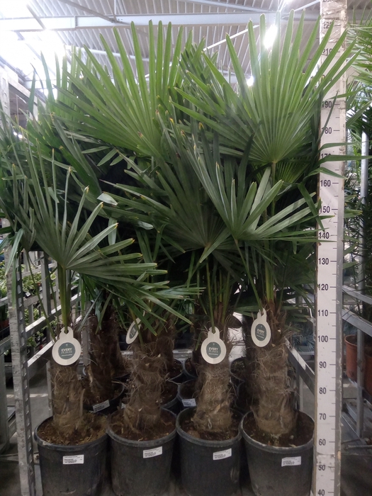 <h4>Trachycarpus fortunei</h4>