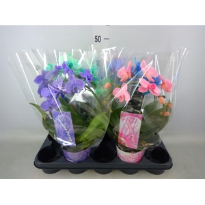 Phalaenopsis   ...
