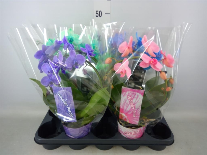 <h4>Phalaenopsis   ...</h4>