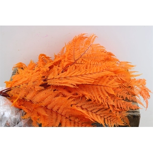 Pres Bracken Fern 5pcs Orange Bunch