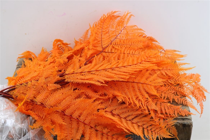 <h4>Pres Bracken Fern 5pcs Orange Bunch</h4>