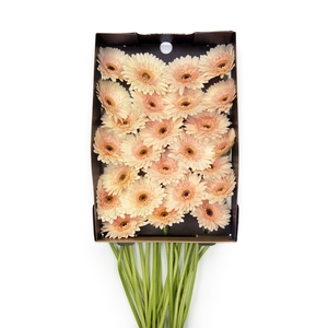 Gerbera Cafe del Mar Doos