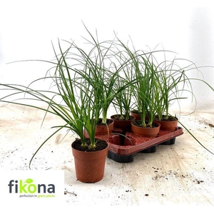 BEAUCARNEA RECUR