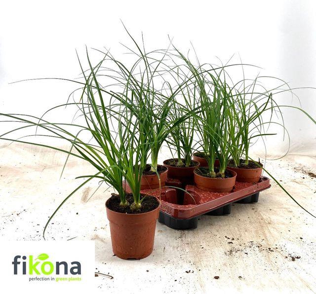 <h4>BEAUCARNEA RECUR</h4>