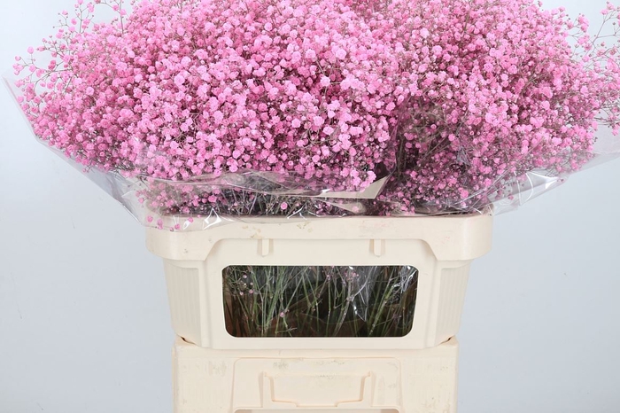 <h4>Gyps Kl Bh New Roze</h4>