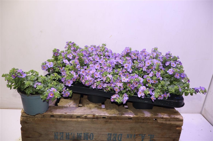 <h4>Sut Ba Ca Blue</h4>