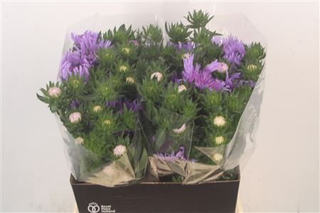 <h4>Snijbloemen Overig</h4>